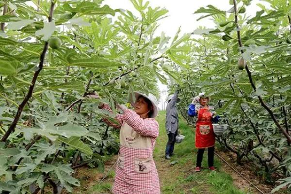 春季无花果树怎样修剪，需要为植株摘心打顶