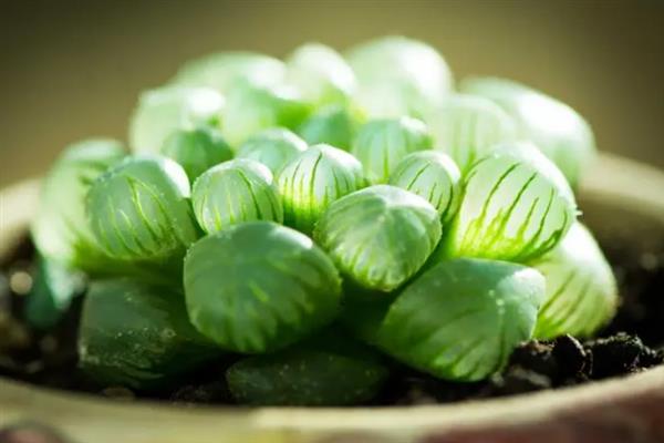 多肉玉露干瘪如何处理，补充水分可让叶片变饱满