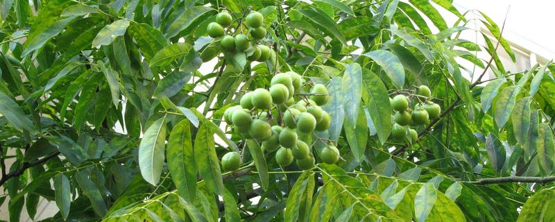 无患子树的防虫方法，需要经常用多菌灵来喷洒土壤