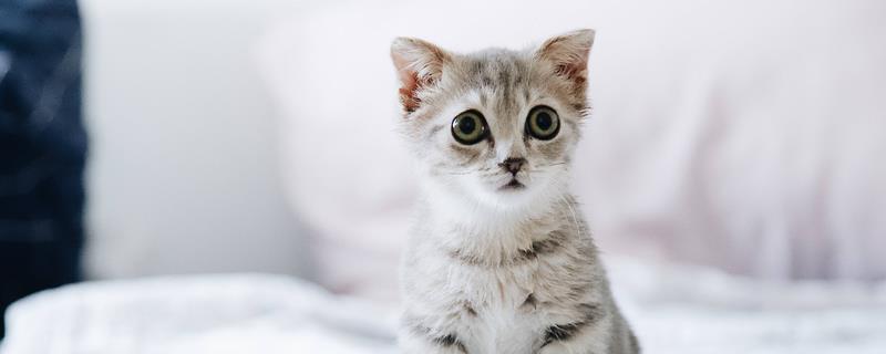猫咪眼睛发红又肿的原因，可能是得了结膜炎或细菌感染等