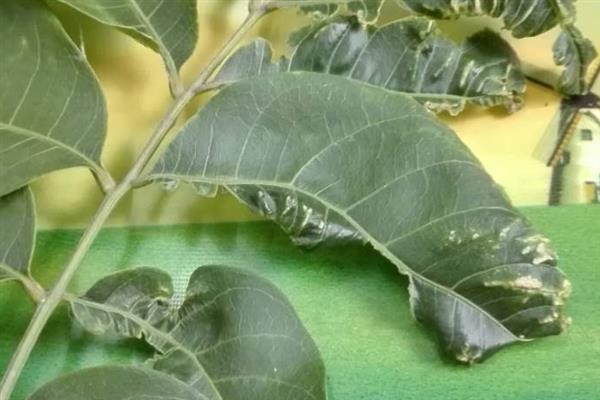 无患子树的防虫方法，需要经常用多菌灵来喷洒土壤
