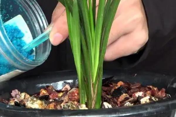 兰花黄尖的原因，可能是施肥不当或缺少水分等