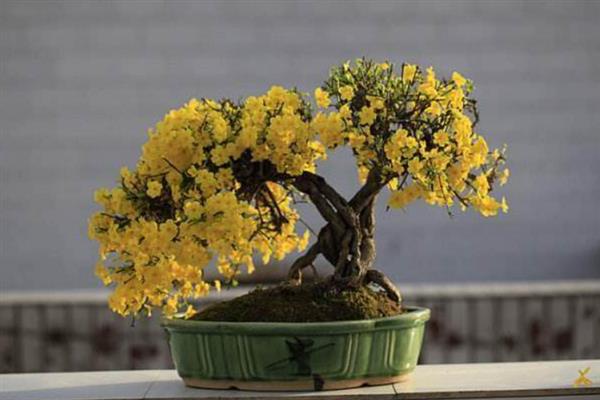 盆栽迎春花何时转移到室内，温度低于0℃便要放在室内养护