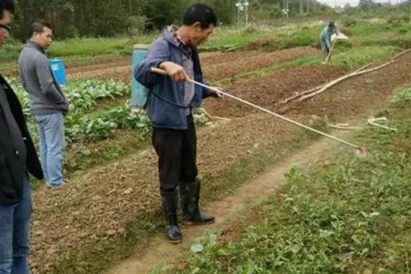 防治绿盲蝽的最佳农药，可选择杀灭菊酯、溴氰菊酯等
