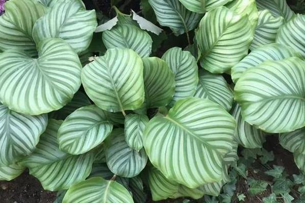 哪些花卉适合养在卧室中，绿萝、天堂鸟、虎皮兰等品种适合养殖