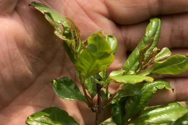 石榴树叶片发红的原因，土壤酸化、染上害虫等因素都会造成