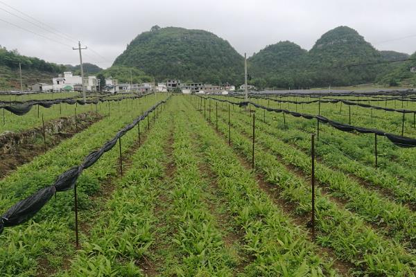 白芨有哪些种植风险，首要风险就是市场风险