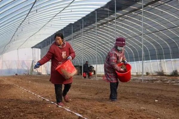 大棚施菌肥要注意什么，做到因量制宜、因时制宜、避免与农药混用