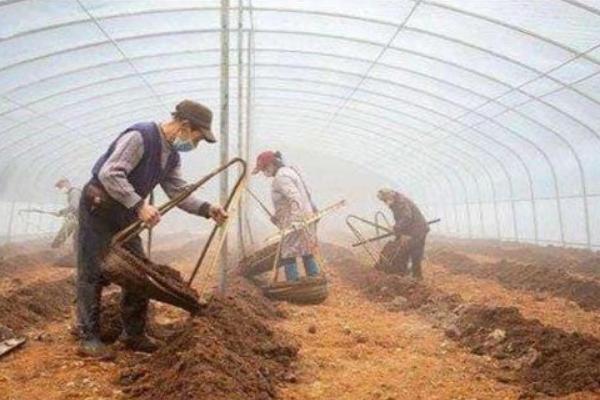 大棚施菌肥要注意什么，做到因量制宜、因时制宜、避免与农药混用