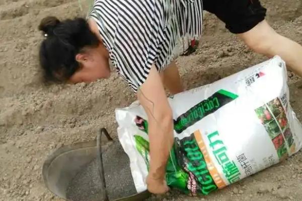 大棚施菌肥要注意什么，做到因量制宜、因时制宜、避免与农药混用