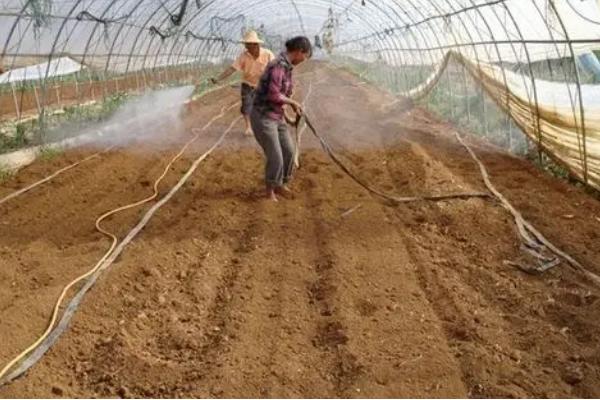 大棚施菌肥要注意什么，做到因量制宜、因时制宜、避免与农药混用