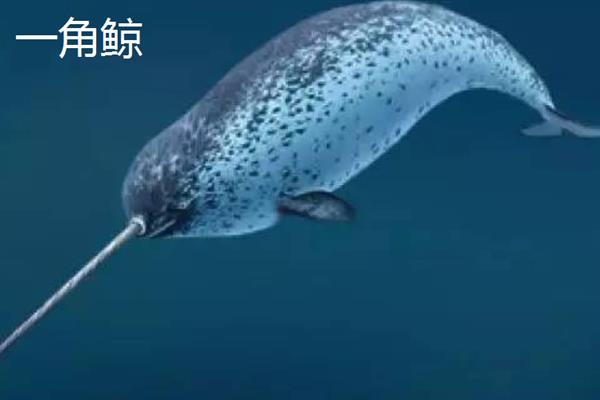 一角鲸和独角鲸有什么区别，二者是同一种动物