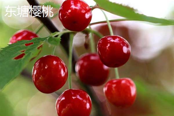 当前哪些樱桃品种很受欢迎，俄罗斯8号大樱桃、红灯大樱桃等品种备受市场青睐