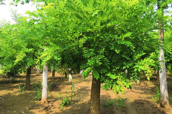 植树有什么好处，可净化空气、防沙固沙