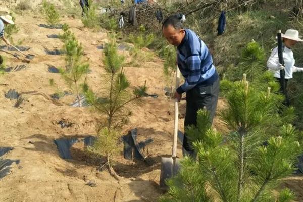 植树有什么好处，可净化空气、防沙固沙