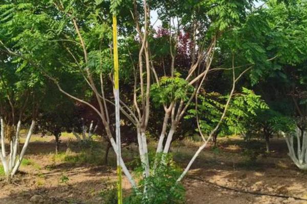 植树有什么好处，可净化空气、防沙固沙