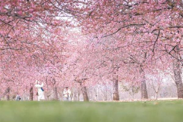 植树有什么好处，可净化空气、防沙固沙