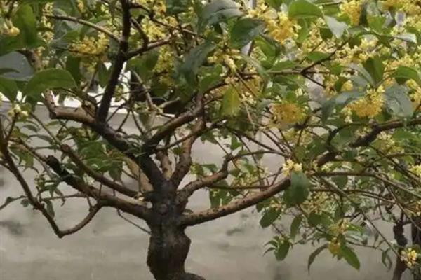 植树有什么好处，可净化空气、防沙固沙