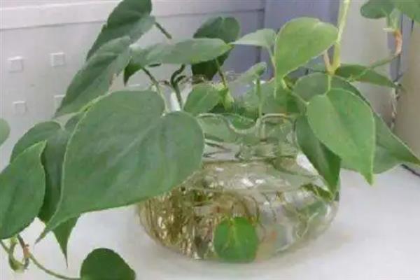 怎么水培心叶藤，通常在每年的5-9月份进行