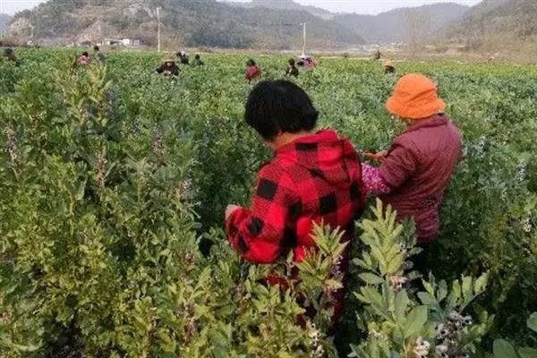 蚕豆什么时候成熟，每年的4、5月份左右成熟