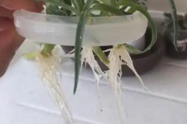 康乃馨如何水培，首先将花枝进行修剪