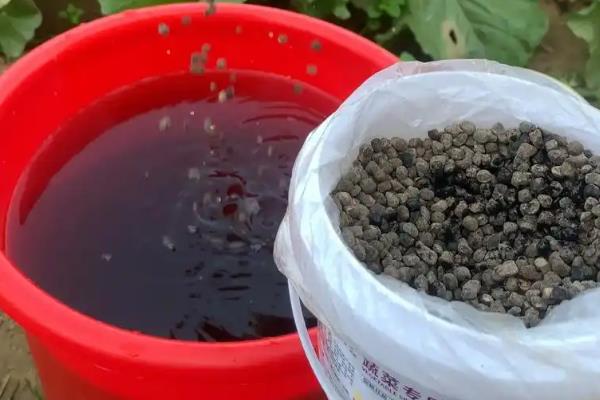 豆类蔬菜落花落荚的原因及防治方法，水分较多或温度不适均会导致