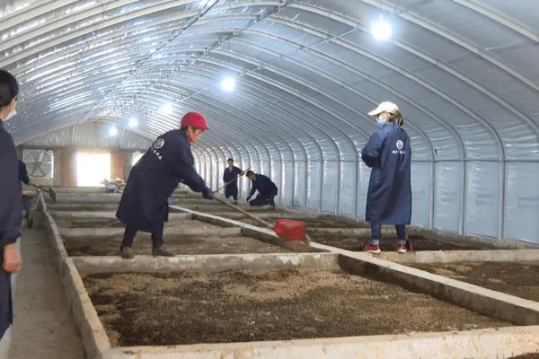 黑水虻的养殖技术，养殖时要在养殖场所搭建防护网防逃脱