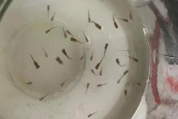 孔雀鱼吃不吃自己的幼仔，生产后感到饥饿时可能会吃掉小鱼