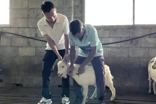母羊流产有没有保胎药，黄体酮不会影响胎儿的生长发育