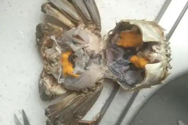 大闸蟹刚死就不能吃了吗，死了的大闸蟹不建议食用