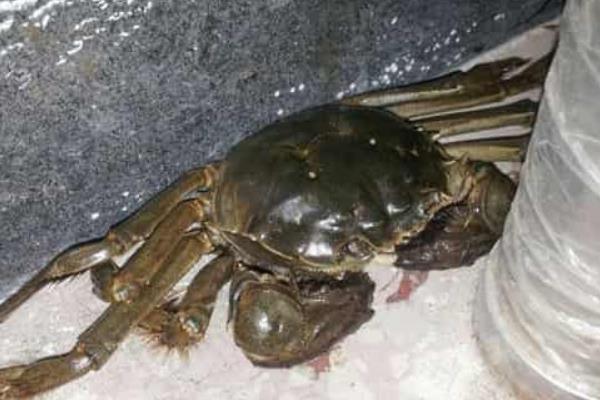 大闸蟹刚死就不能吃了吗，死了的大闸蟹不建议食用