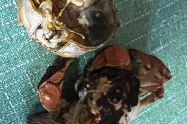 大闸蟹刚死就不能吃了吗，死了的大闸蟹不建议食用