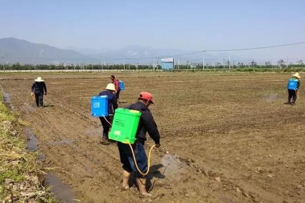 水稻直播田的除草剂种类，有二甲戊灵、丁草胺、噁草酮等