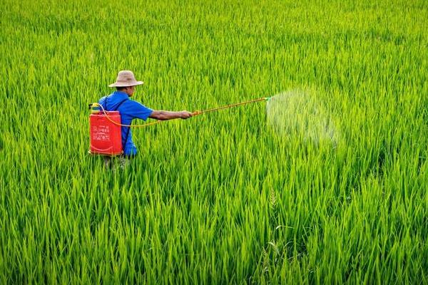 水稻直播田的除草剂种类，有二甲戊灵、丁草胺、噁草酮等