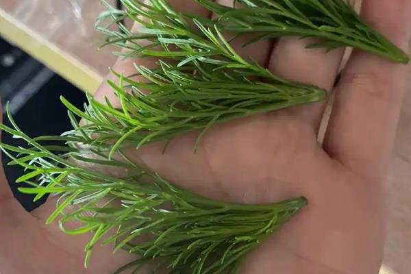 芝麻的高产种植技术，收获前35天进行摘心打顶