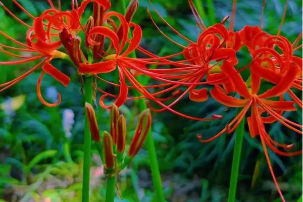 曼珠沙华的花语，寓意永不相见、无望的爱等