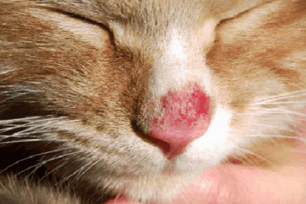 猫咪患上皮肤病如何处理，根据引发原因采取针对性措施