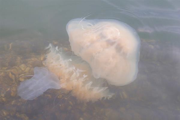 海蜇是植物还是动物，海蜇是生物