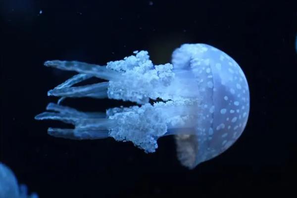 海蜇是植物还是动物，海蜇是生物