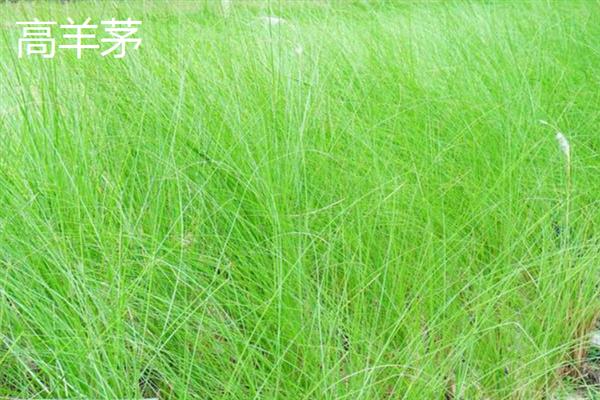 草籽有什么品种，包括高羊茅、黑麦草、早熟禾等种类