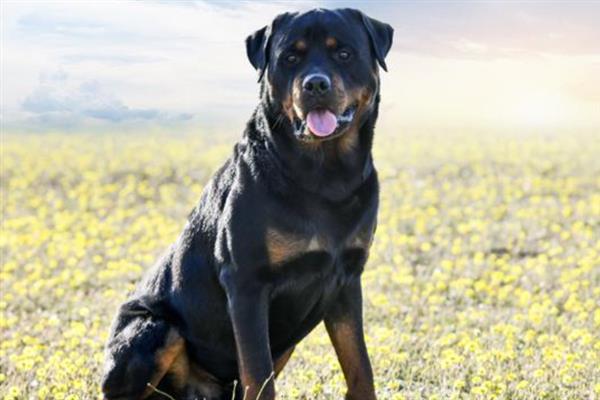 如何让罗威纳犬认主，多与它玩耍、互动可培养感情