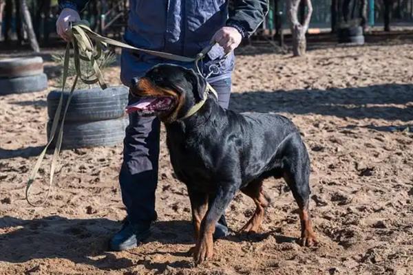 如何让罗威纳犬认主，多与它玩耍、互动可培养感情