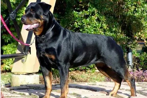 如何让罗威纳犬认主，多与它玩耍、互动可培养感情