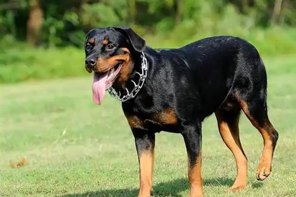 如何让罗威纳犬认主，多与它玩耍、互动可培养感情