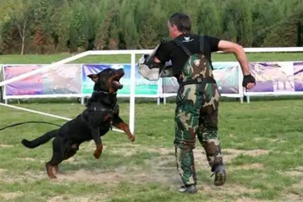 如何让罗威纳犬认主，多与它玩耍、互动可培养感情