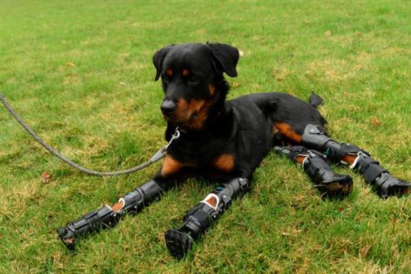 如何让罗威纳犬认主，多与它玩耍、互动可培养感情