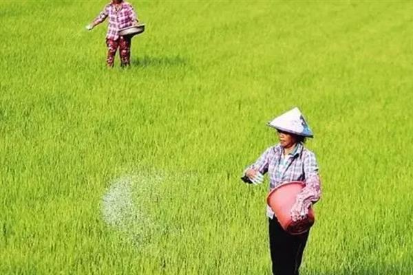 水稻田什么时候排水，收获前7-12天排水较好