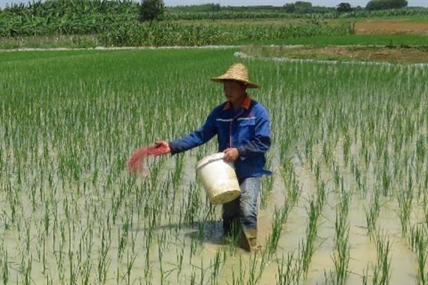水稻田什么时候排水，收获前7-12天排水较好