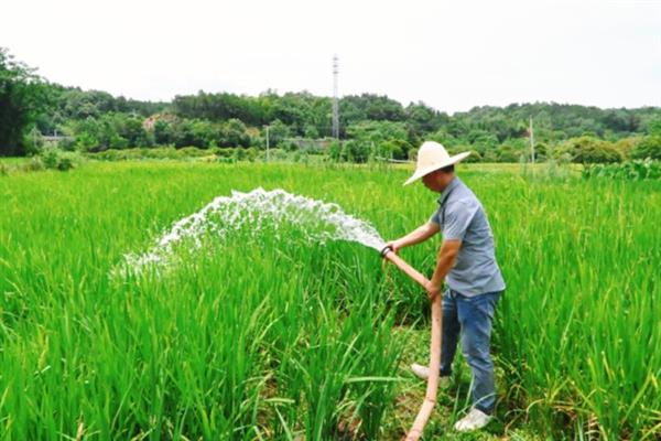 水稻田什么时候排水，收获前7-12天排水较好