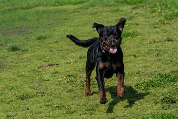 如何让罗威纳犬认主，多与它玩耍、互动可培养感情